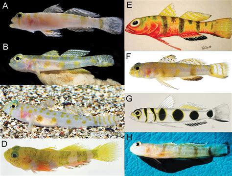 Two New Species of Gobies Described from the Deep Reefs of the Caribbean | Reef Builders | The ...