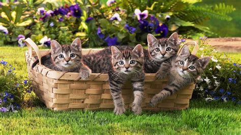 Basket of Kittens - Image Abyss