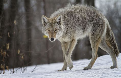 Coyote Spirit Animal | Totem Meaning