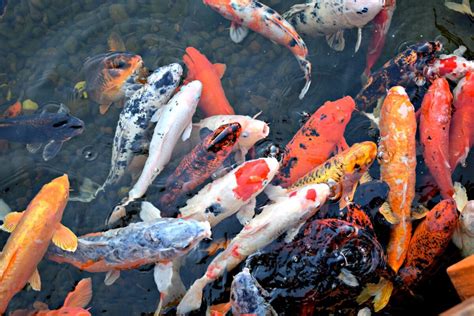 Why Does Cold Water Fish Food Matter - Your Garden Ponds Center