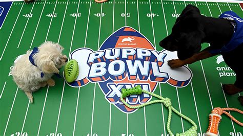 Puppy Bowl 2020: Special-needs dogs take the field in hopes of adoption ...