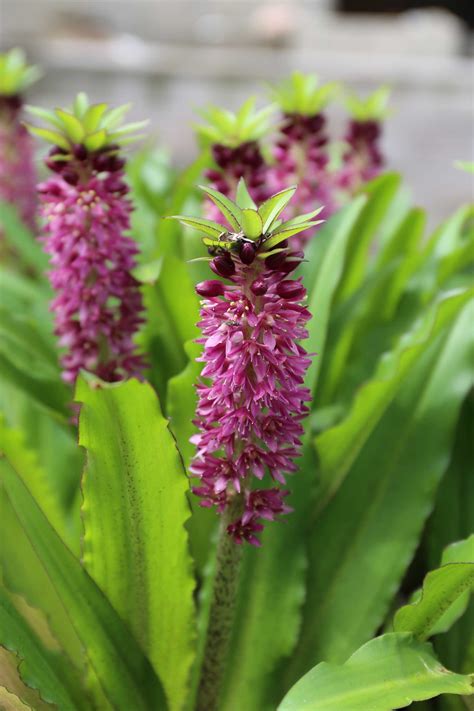 Eucomis: Pineapple Lilies for Your Patio - Longfield Gardens