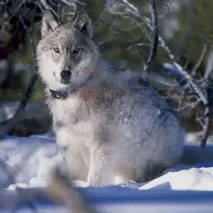 Northwestern Wolf - Facts, Diet, Habitat & Pictures on Animalia.bio