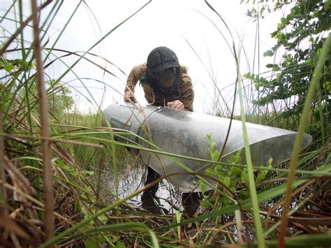 New tropical mosquito is buzzing across Florida : NPR