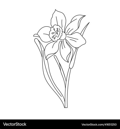 Daffodil flower outline isolated on white hand Vector Image