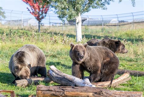 Grizzly Bears Eating Deer