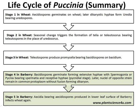 5 Stages in Life cycle of Puccinia