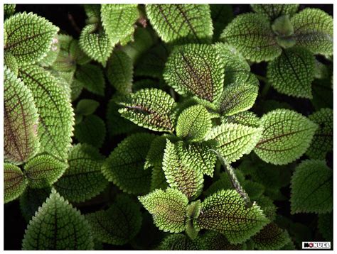 Pilea mollis | manuel m. v. | Flickr