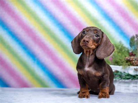 Premium Photo | Brown and tan dachshund puppy sitting on rainbow background
