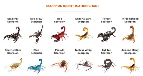 Types of Scorpions - Scorpion Identification Chart, Key, Guide, Diagram