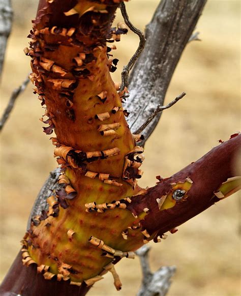 Manzanita Tree Photograph by Richard Thomas - Fine Art America