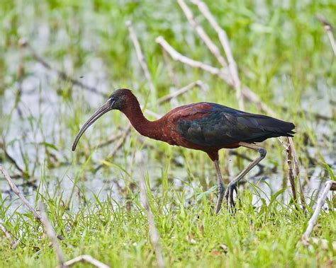 First ever Glossy Ibis breeding in Wisconsin! - Wisconsin Breeding Bird Atlas