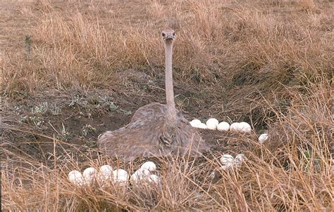 Ostrich eggs | A Bushsnob in Africa