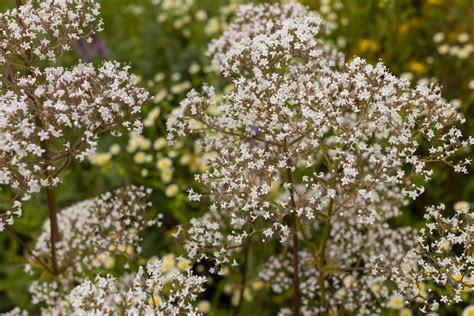 Is Valerian Anxiety Remedy Worth Taking?