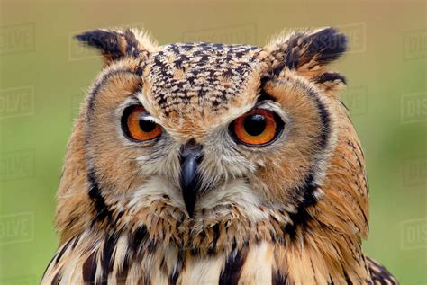 Indian eagle owl (Bubo bengalensis) head portrait, captive, from India. - Stock Photo - Dissolve