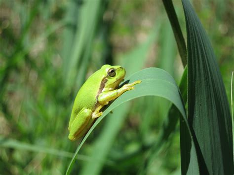 European tree frog by Akuma-de-soro on DeviantArt