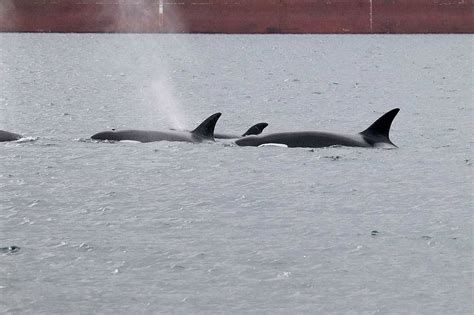 Approved rules could hurt whale-watching tours | Peninsula Daily News