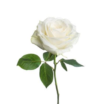 Single White Rose