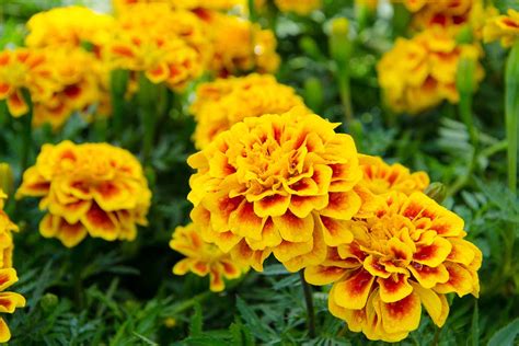 How to Grow and Care for French Marigolds | Gardener’s Path