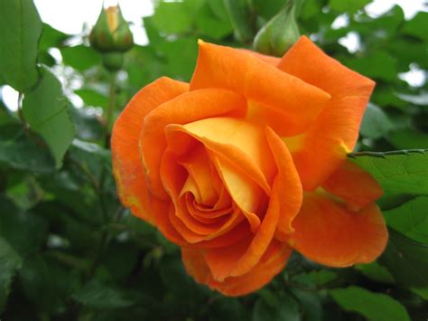 A Bright Orange Rose Bloom - Preston | I took an afternoon s… | Flickr