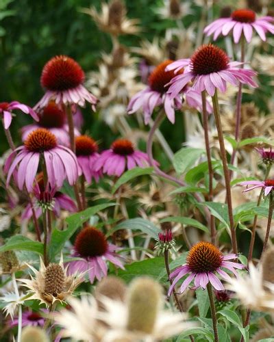 Cambridge Botanic gardens and places to stay - Great British Gardens