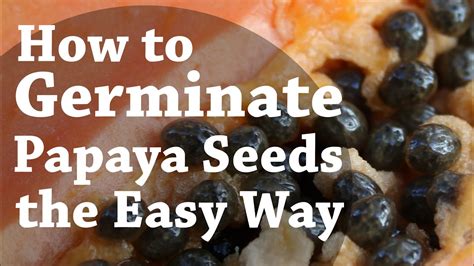 How To Germinate Papaya Seeds the Easy Way (TCEG Episode 2) - YouTube