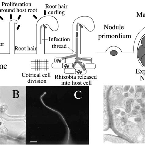 Nodulation by rhizobia. (A) Scheme of chemical signal exchanges and... | Download Scientific Diagram