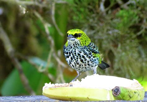 Speckled Tanager - Travels With Birds