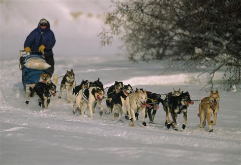 Dogs Pull A Sled Across Snow Photograph by Nick Norman