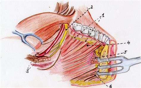 Lingual Nerve Anatomy