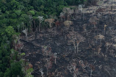 Deforestation in Amazon Rainforest Rose By 17% In 2020 – The Wire Science