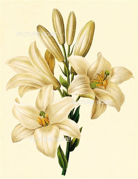 White Lily Flower Botanical Print 89 Beautiful 8X10 Antique Redoute Art ...