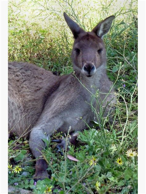 "Skippy the bush kangaroo" Poster by SoulSparrow | Redbubble