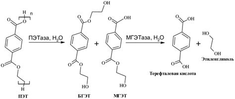 PET biodegradation process and its biodegradation products | Download Scientific Diagram