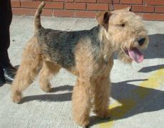 Lakeland Terrier Info, Temperament, Training, Puppies, Pictures