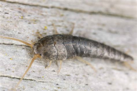 These 3 facts about a silverfish infestation: Green Pest Services