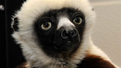 Category:Lemurs | The Zoboomafoo Wiki | FANDOM powered by Wikia