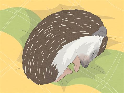 How to Take Care of a Hedgehog: Feeding, Housing, & More