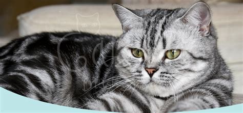 Silver Tabby British Shorthairs | Catzilla British Shorthairs