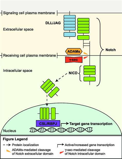 Notch signaling pathway. [55] | Download Scientific Diagram