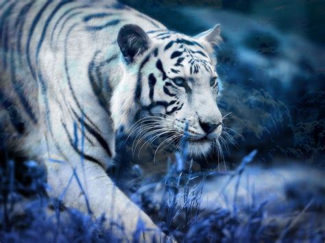 Wallpaper Hd White Tiger