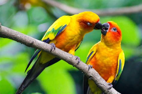 A Guide To Breeding Sun Conure Parrots - petrestart.com