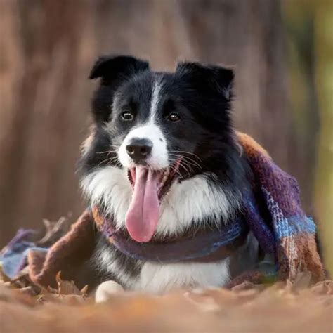 10 Best Dog Breeds for Autistic Children