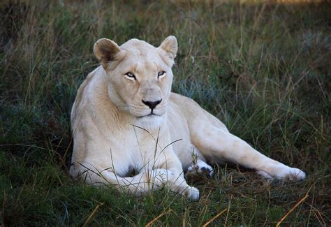 "The white lioness" by Gavin Craig | Redbubble