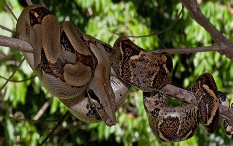 Red tailed boa constrictor pet facts - Wasaqua