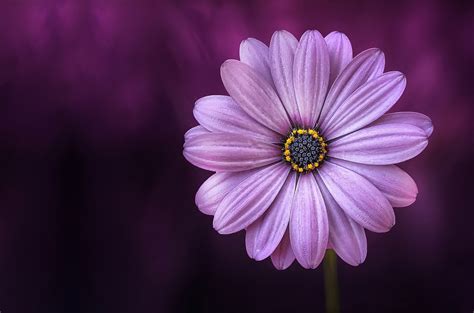 Macro Flower Photography Tips