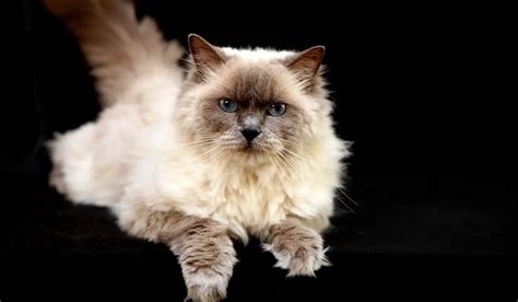 The Ragdoll Himalayan Mix Personality - Ragdollcare