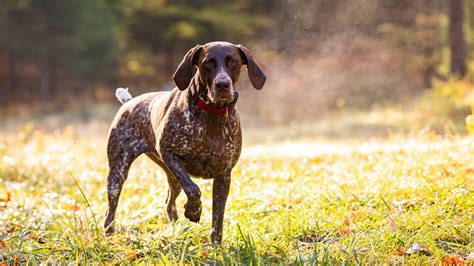 INVIROX | Hunting Dog Training: First Steps for Turning Your Puppy ...