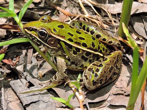 Maryland Biodiversity Project - Southern Leopard Frog (Lithobates sphenocephalus)