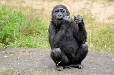 Gorilla Free Stock Photo - Public Domain Pictures